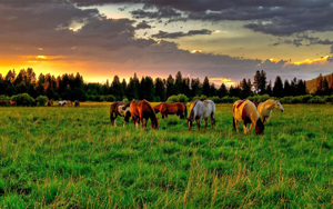 beautif-horses-in-a-sunset-meadow-232499