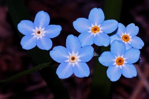 forget-me-not-562002_960_720