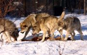 Return to Order How the West Became A Shepherdess of Wolves