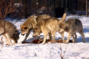 How the West Became A Shepherdess of Wolves