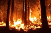 Return to Order How Do You Stop Wildfires When Human Efforts Fail? A Lesson from the Peshtigo Fire Miracle