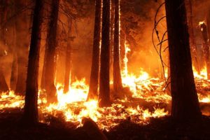 How Do You Stop Wildfires When Human Efforts Fail? A Lesson from the Peshtigo Fire Miracle
