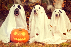 Why You See Dogs in Superhero Costumes This Halloween
