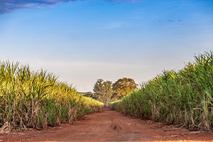 Things Are So Bad in Cuba that It Must Even Import Sugar to Survive