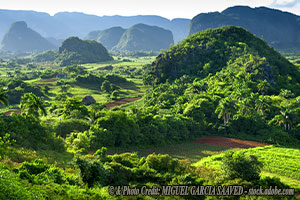 Forced Labor in Paradise: How Cuba’s Prisoners Supply European Markets
