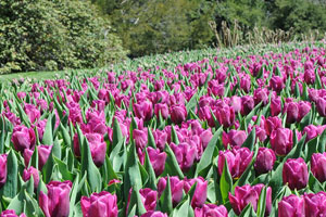 The Soft Power of Flowers: How Bouquets Build Bridges