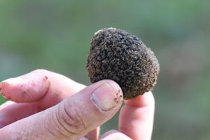 How France Produces Truffles with God’s Mercy, Hard Work and a Lot of Good Luck