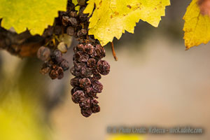 Pinot Noir’s Grapes Have Gone Sour as Youth Lose the Art of Drinking Wine