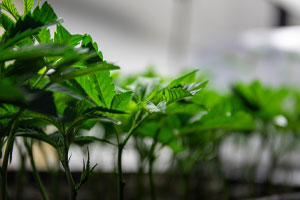 Are Contaminants the Real Problem with Marijuana?