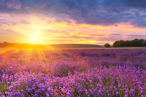 The Good News About the Environment is That the Bad News Was Always Wrong