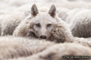 Will the New Leo Drive Away the Old Wolves?