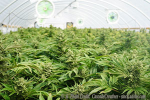 How Confusing Marijuana Laws Fire Up Activism Across America