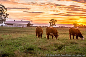 Abusive Eminent Domain: The Henry Farm and the Right to Private Property